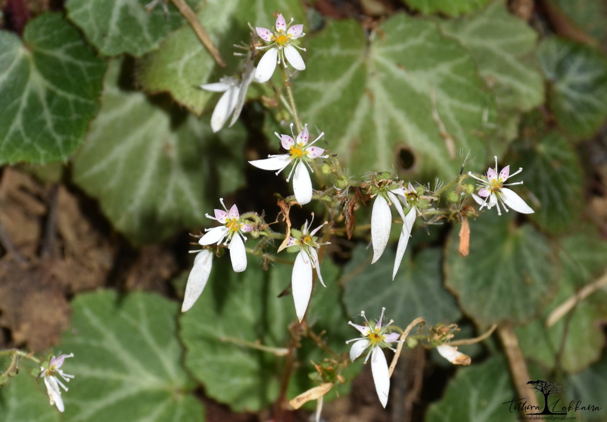 Saxifraga stolonifera Curtis